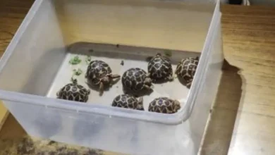 ઇન્સ્ટાગ્રામ પર 'અમદાવાદ ડૉગ લવર્સ' ગ્રુપ દ્વારા ગેરકાયદેસર રીતે કાચબાની તસ્કરી કરતા પકડાયેલા ચાર આરોપીઓ અને જપ્ત કરાયેલા કાચબાઓનો ફોટો.