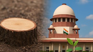 SC Allows Tree Cutting for Mumbai Link Road Project