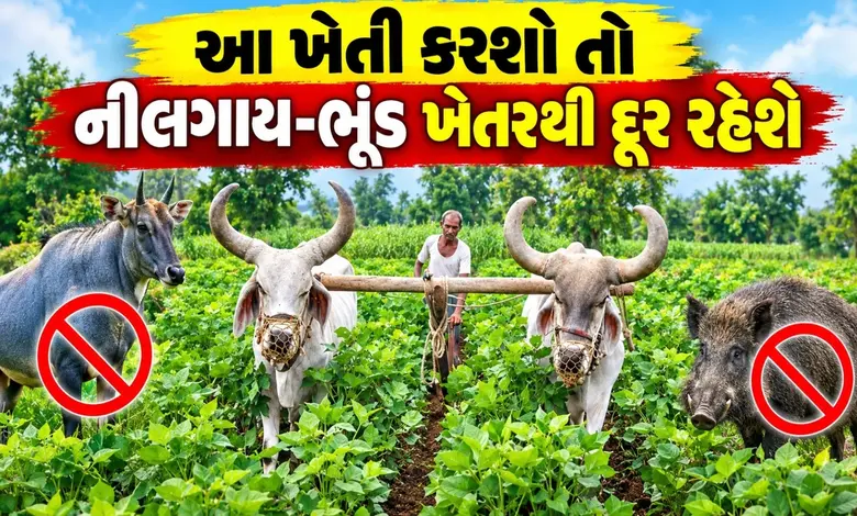 ગુજરાતના ખેડૂતો જો આ ખેતી કરશે તો ખેતરમાં નીલગાય કે ભૂંડ પણ નહીં ઘૂસે