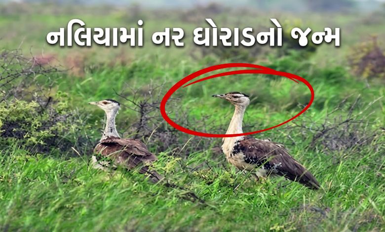 ગુડ ન્યૂઝ! નલિયાનું ઘોરાડ બચ્ચું 'નર' નીકળ્યું, વંશવેલો વધવાની આશા જીવંત
