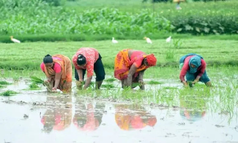 ખરીફ વાવેતર સાધારણ વાવેતરની સમકક્ષ, પરંતુ ગત સાલની સરખાણીમાં 1.35 ટકા ઓછું