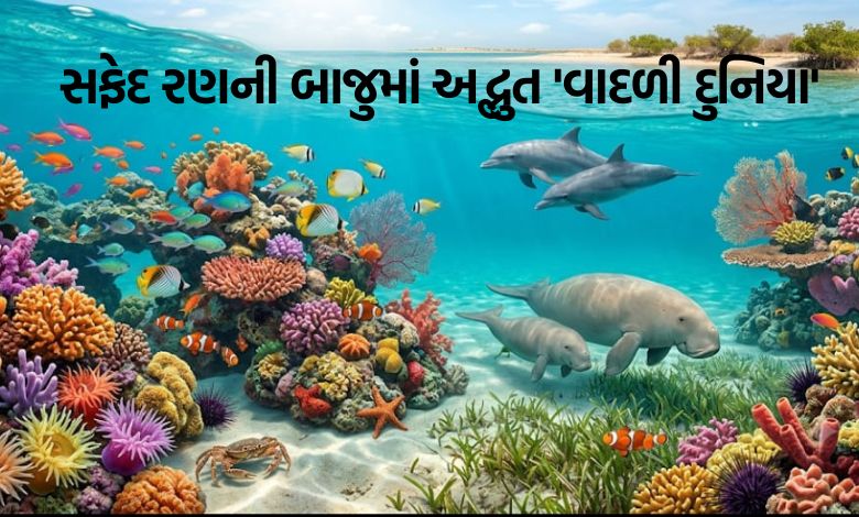 વાદળી દુનિયાનું અનોખું સૌંદર્ય જોખમમાં: કચ્છના અખાતમાં 42 ટાપુઓ અને વિલુપ્ત થતી પ્રજાતિઓના સંરક્ષણનો મોટો પડકાર