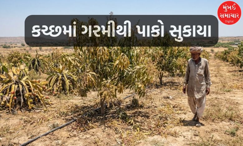 ગરમી અને જળસંકટનો બેવડો માર: કચ્છમાં કેરીનો મોર ખરી પડતાં બાગાયતી ખેડૂતો મુશ્કેલીમાં, ડ્રેગન ફ્રૂટ પણ થયા મોંઘા
