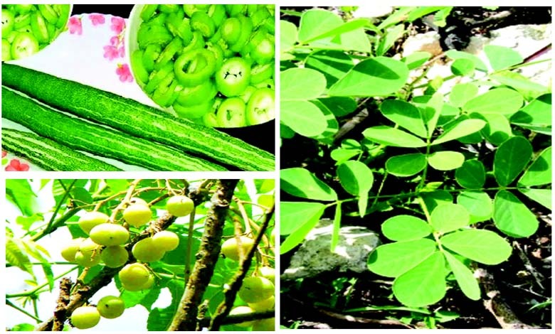 આહારથી આરોગ્ય સુધીઃ વરસાદીય વનસ્પતિ...
