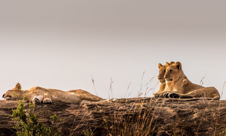 World Lion Day Special: સિંહ વિશેના અદ્ભુત ફેક્ટ્સ જાણો છો? 16 કલાકની ઉંઘથી લઈને આઠ કિલોમીટર દૂર સુધી સંભળાતી ગર્જના
