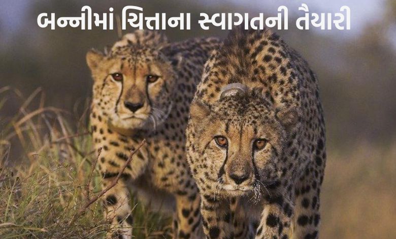 કચ્છના બન્નીમાં ચિત્તાના આગમન પહેલા શું કરવામાં આવી ખાસ તૈયારી?