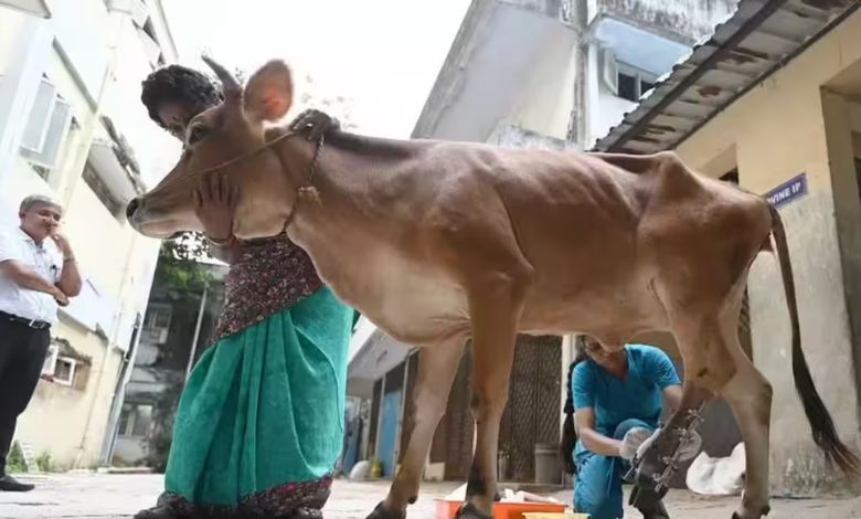 અંજારના બોડા ફળિયામાં રખડતી ગાયે શિંગડું મારતાં વૃદ્ધ ગંભીર રીતે ઘવાયા