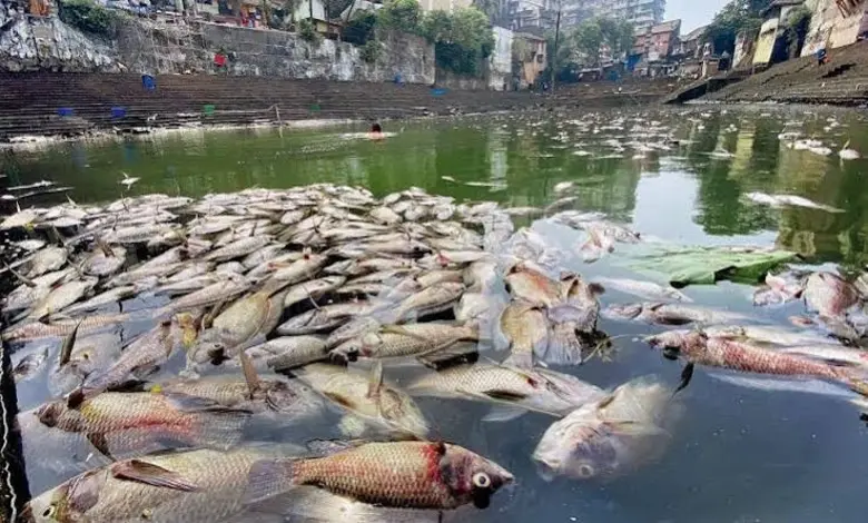 પિતૃપક્ષની વિધિ બાદ બાણગંગામાં સેંકડો માછલીઓના મોત, પાલિકાએ સફાઈ શરૂ કરી