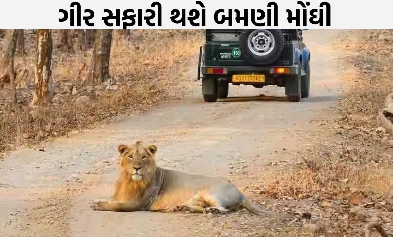 સિંહ દર્શન મોંઘા બનશે: ગીર નેશનલ પાર્કમાં સફારી પરમિટ ફીમાં થઈ શકે છે તોતિંગ વધારો