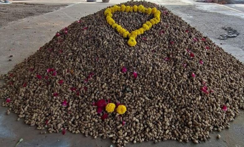 જામનગરના હાપા માર્કેટ યાર્ડમાં નવી સિઝનની મગફળીની પ્રથમ આવક નોંધાઈ, જાણો મણનો કેટલો બોલાયો ભાવ