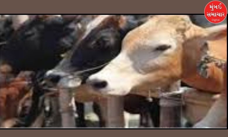 ધોરાવરના સીમાડામાં એકસાથે 6 ગાયોના ભેદી મોત, આખરે રાત્રે એવું તો શું બન્યું?