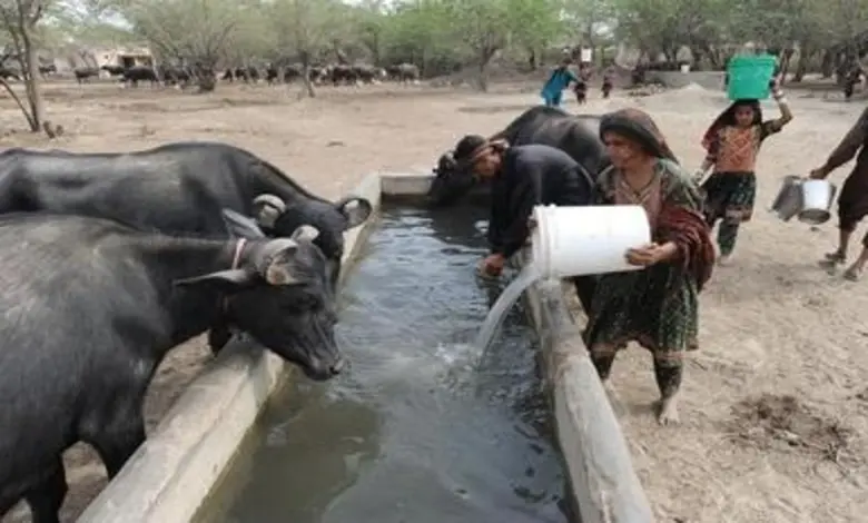 કંડલામાં તાપમાન 35 ડિગ્રીએ પહોંચ્યું, બન્નીમાં ચારા-પાણીની વિકટ સમસ્યાથી દૂધ ઉત્પાદન 50 ટકા ઘટ્યું