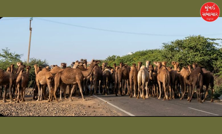 લખપત પંથકમાં જળસંકટ ઘેરાયું: માતાના મઢમાં 100થી વધુ ઊંટો પાણી માટે વલખાં મારવા મજબૂર