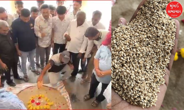 જામનગરના હાપા માર્કેટિંગ યાર્ડમાં નવા તલની થઈ આવક, જાણો મણનો કેટલો બોલાયો ભાવ