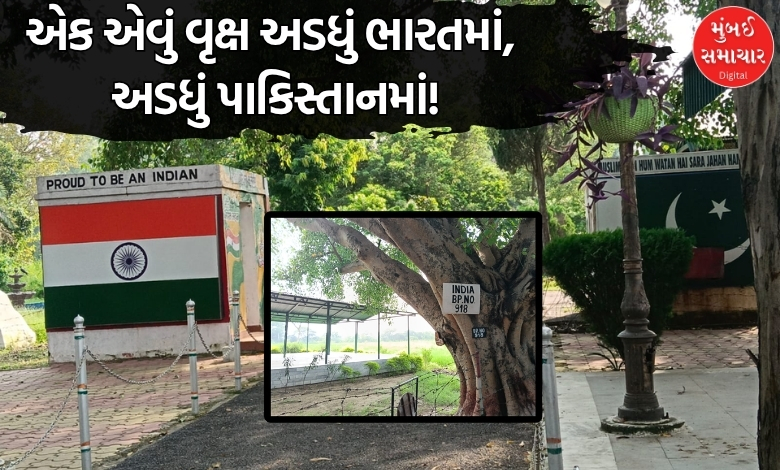 ભારત-પાક સરહદનું અનોખું સુચેતગઢ: જ્યાં ૧૦૦ વર્ષ જૂનું વડનું ઝાડ અડધું પાકિસ્તાનમાં છે!
