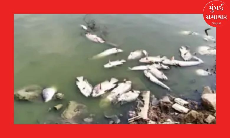 રાપર: મોમાઈમોરાના તળાવમાં હજારો માછલીઓના મોત