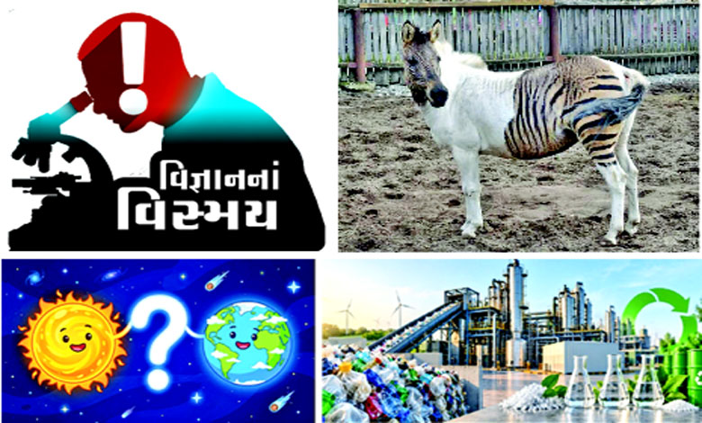 વિજ્ઞાનનાં વિસ્મય: Zebra + Horse = ZORSE: વર્ણસંકર પ્રાણી