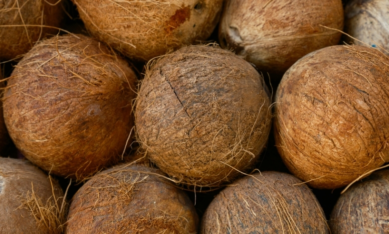 World Coconut Day: જ્યારે બીજા વિશ્વયુદ્ધમાં નાળિયેર બન્યું હતું 'જીવલેણ બોમ્બ'! જાણો જાપાની સેનાના 'કોકોનટ ગ્રેનેડ'નો રોચક ઈતિહાસ