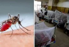 Delhi Mosquito-borne diseases increase two people die due to dengue