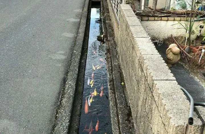 Japanese Clean Canal