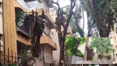 0 Ashoka Trees Illegally Cut in Mumbai's Malad