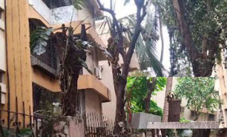 0 Ashoka Trees Illegally Cut in Mumbai's Malad