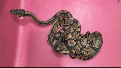 2 exotic snakes found in bag at Bengaluru airport