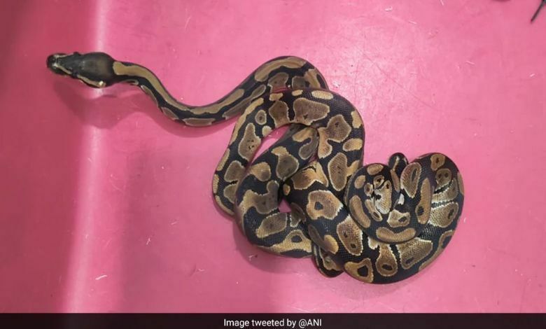 2 exotic snakes found in bag at Bengaluru airport
