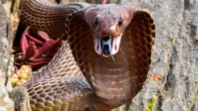 વાંકાનેરમાં સર્પદંશ