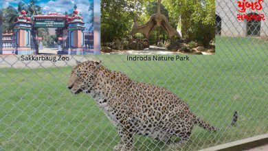 Gujarat Zoo
