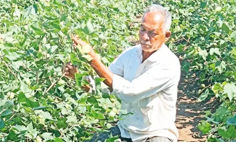 Saurashtra Farmers