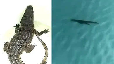 Baby Crocodile at Mahatma Gandhi Swimming Pool