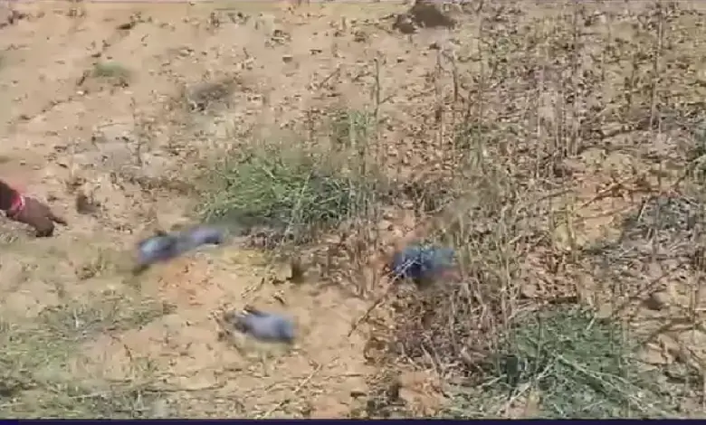 Pigeons lying dead on the ground after coming into contact with a toxic chemical