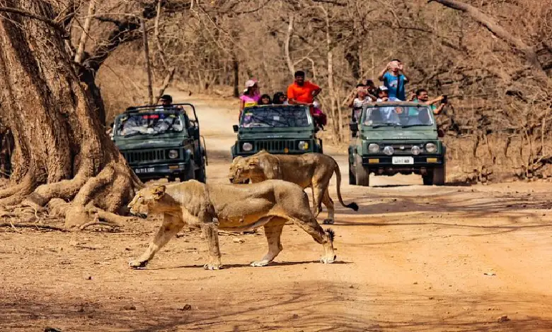 Lions on safari in Sasan Gir National Park, India