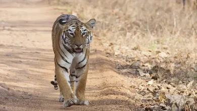 Forest department officials are searching for the famous tigress Maya, who has been missing from Tadoba National Park since August 23, 2023