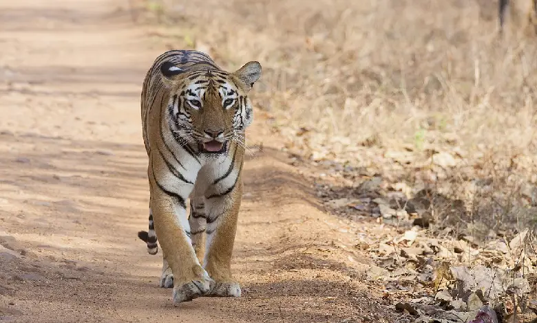 Forest department officials are searching for the famous tigress Maya, who has been missing from Tadoba National Park since August 23, 2023