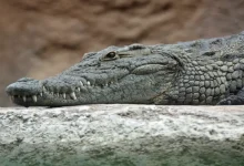 Crocodile seen in farm 6 km away from Bhadar River