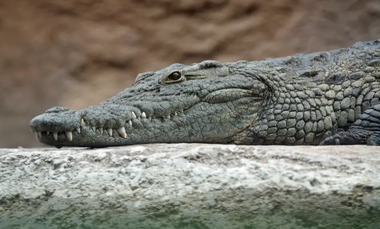 Crocodile seen in farm 6 km away from Bhadar River