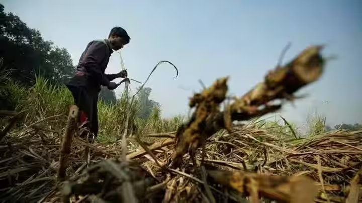 Sugarcane crushing season in Maharashtra to start from November 1, 2023