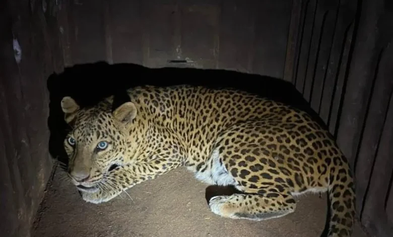 Animal rescue team rescuing a leopard from a house in Nashik