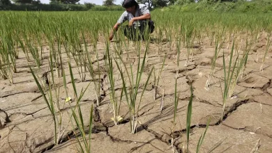 Farmers in Maharashtra are worried about the upcoming rain forecast for the next 48 hours.