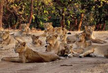 gir lions