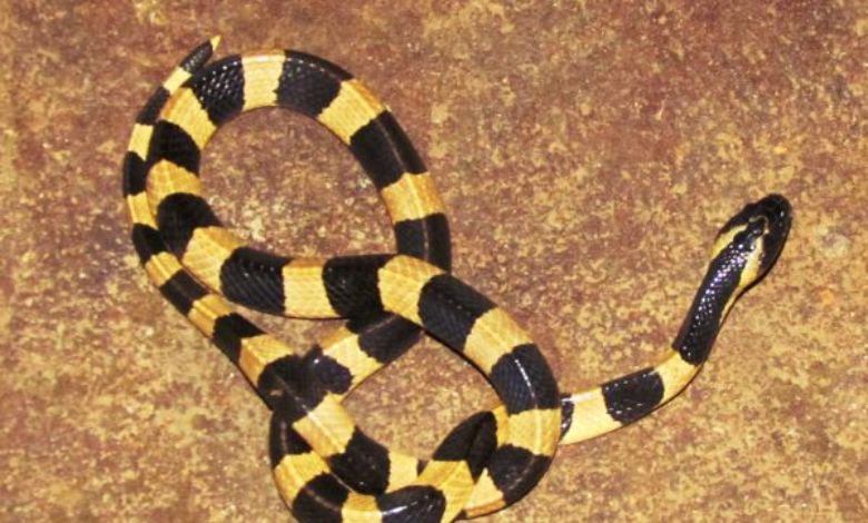 This poisonous snake swallowed the cobra.