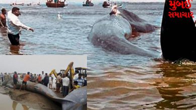 A 47 kg baby whale was washed up on this beach in Maharashtra and…