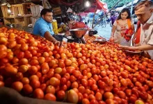 Tomato prices have increased in APMC