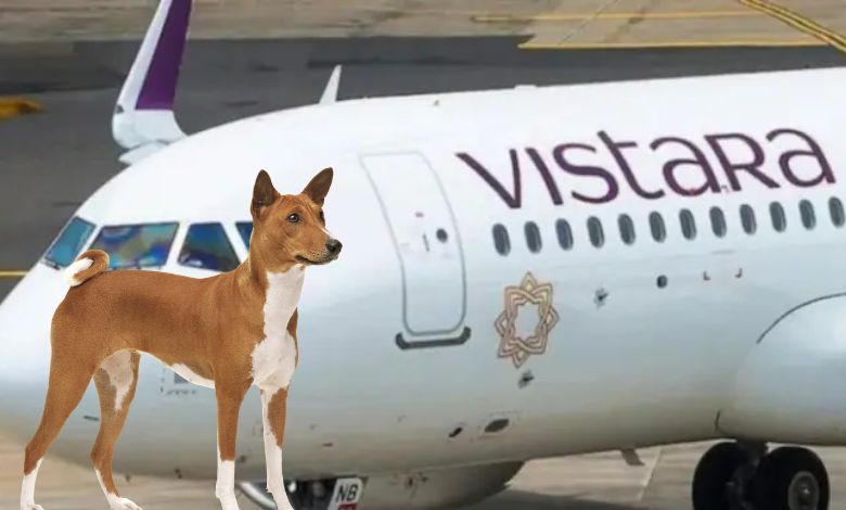 The flight returned to Bangalore with dogs running on the Goa airport runway