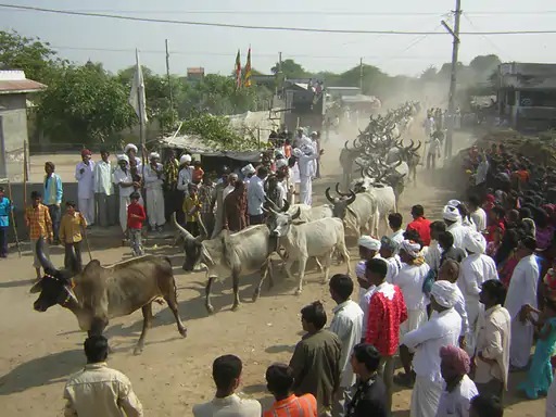 Villagers in Patdi participate in an annual cow racing tradition.