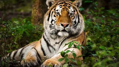 bundelkhand-tiger-reserve-good-news