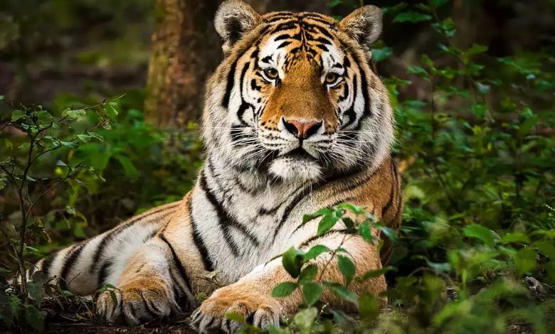 bundelkhand-tiger-reserve-good-news