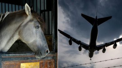 : A horse escapes from its cargo hold on an airplane, forcing the pilot to make an emergency landing.